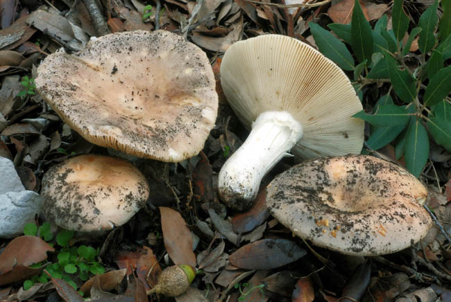 Russula da determinare. (Russula medullata?)